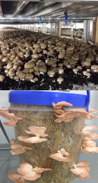 Production hygiénique